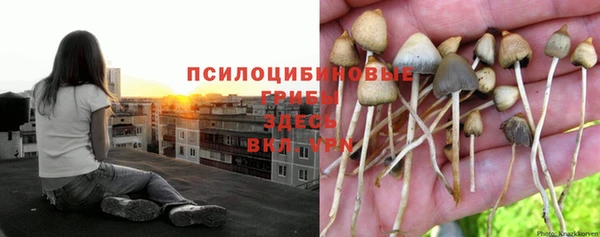 стафф Елизово