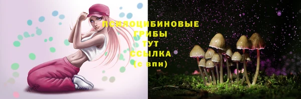 индика Ельня