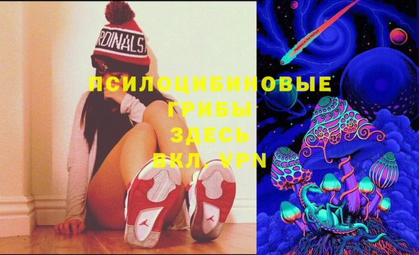 индика Ельня
